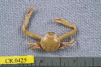 藏品(長螯拳蟹)的圖片